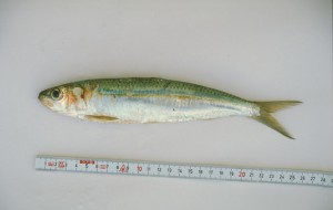 delaisxa 5.
