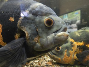Astronotus