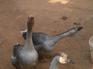 moi gusi lebedi.1