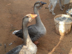 moi gusi lebedi.2