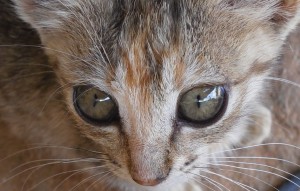 kotik