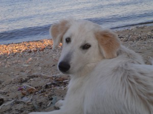 velikolepnaia blonda delaisxa.ru7