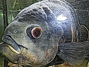 astranotuss.2