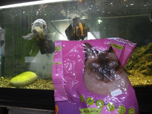 astronotus