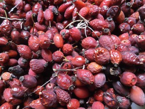 shipovnik