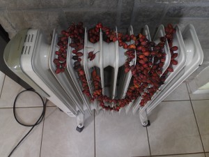shipovnik..